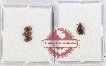 Scientific lot no. 201 Nitidulidae (4 pcs - 1 pc A2)