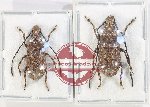 Scientific lot no. 177 Anthribidae (2 pcs)
