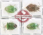 Scientific lot no. 1359 Heteroptera (4 pcs A, A-, A2)