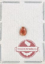 Scientific lot no. 121 Diptera (1 pc)