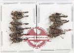 Scientific lot no. 57 Orthoptera (11 pcs A2)