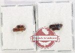 Scientific lot no. 178 Scolytidae (4 pcs)