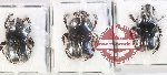 Scientific lot no. 867 Coprophaga (3 pcs)