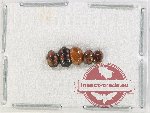 Scientific lot no. 195 Nitidulidae (4 pcs)