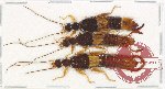 Scientific lot no. 130 Dermaptera (Apachius sp.) (3 pcs A2)