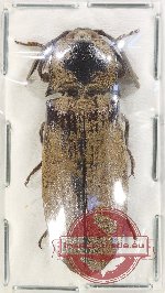 Scientific lot no. 223 Elateridae (1 pc)