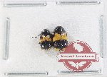 Scientific lot no. 574 Chrysomelidae (Cryptocephalini) (2 pcs)