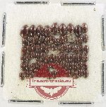 Scientific lot no. 198 Dytiscidae (80 pcs)
