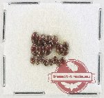 Scientific lot no. 193 Dytiscidae (18 pcs)