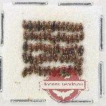 Scientific lot no. 196 Dytiscidae (63 pcs)