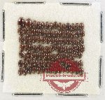Scientific lot no. 199 Dytiscidae (106 pcs)