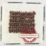 Scientific lot no. 189 Dytiscidae (70 pcs)