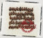 Scientific lot no. 195 Dytiscidae (70 pcs)