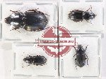 Scientific lot no. 840 Carabidae (4 pcs)