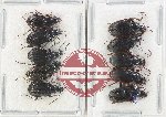 Scientific lot no. 854 Carabidae (10 pcs)