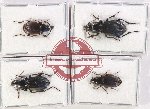 Scientific lot no. 859 Carabidae (4 pcs)