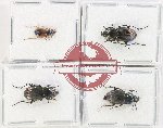 Scientific lot no. 844 Carabidae (4 pcs)