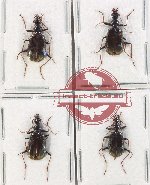 Scientific lot no. 837 Carabidae (4 pcs)