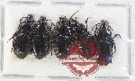 Scientific lot no. 851 Carabidae (5 pcs)