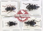 Scientific lot no. 842 Carabidae (4 pcs)