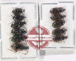 Scientific lot no. 849 Carabidae (11 pcs)