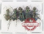 Scientific lot no. 79 Cicindelidae (5 pcs A-, A2)