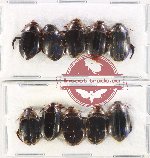 Scientific lot no. 185 Dytiscidae (10 pcs)