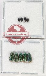 Scientific lot no. 559 Chrysomelidae (9 pcs)