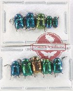Scientific lot no. 558 Chrysomelidae (10 pcs)