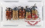 Scientific lot no. 563 Chrysomelidae (5 pcs)