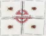 Scientific lot no. 567 Chrysomelidae (4 pcs)