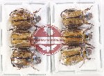 Scientific lot no. 381 Rutelinae (6 pcs)