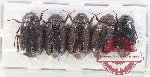 Scientific lot no. 209 Melolonthinae (5 pcs)