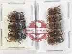 Scientific lot no. 862 Coprophaga (8 pcs)