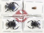 Scientific lot no. 864 Coprophaga (4 pcs)