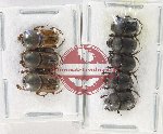 Scientific lot no. 863 Coprophaga (8 pcs)