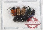 Scientific lot no. 557 Chrysomelidae (10 pcs)