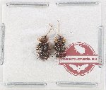 Scientific lot no. 554 Chrysomelidae (2 pcs)