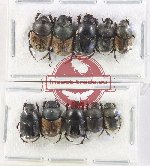 Scientific lot no. 861 Coprophaga (10 pcs)