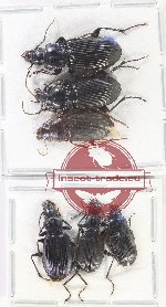 Scientific lot no. 850 Carabidae (6 pcs - 3 pcs A2)