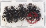Scientific lot no. 847 Carabidae (5 pcs)