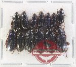Scientific lot no. 846 Carabidae (13 pcs)