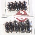 Scientific lot no. 848 Carabidae (10 pcs)