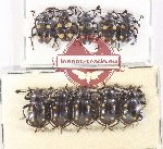 Scientific lot no. 103 Endomychidae (10 pcs)