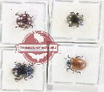 Scientific lot no. 556 Chrysomelidae (4 pcs - 1 pc A-)