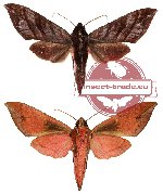 Amphelophaga rubiginosa ssp. fasciosa