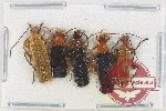 Scientific lot no. 69 Cantharidae (5 pcs)
