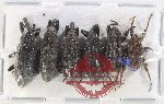 Scientific lot no. 892 Curculionidae (6 pcs)