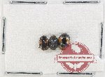 Scientific lot no. 183 Erotylidae (3 pcs)