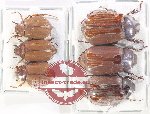 Scientific lot no. 213 Melolonthinae (6 pcs)